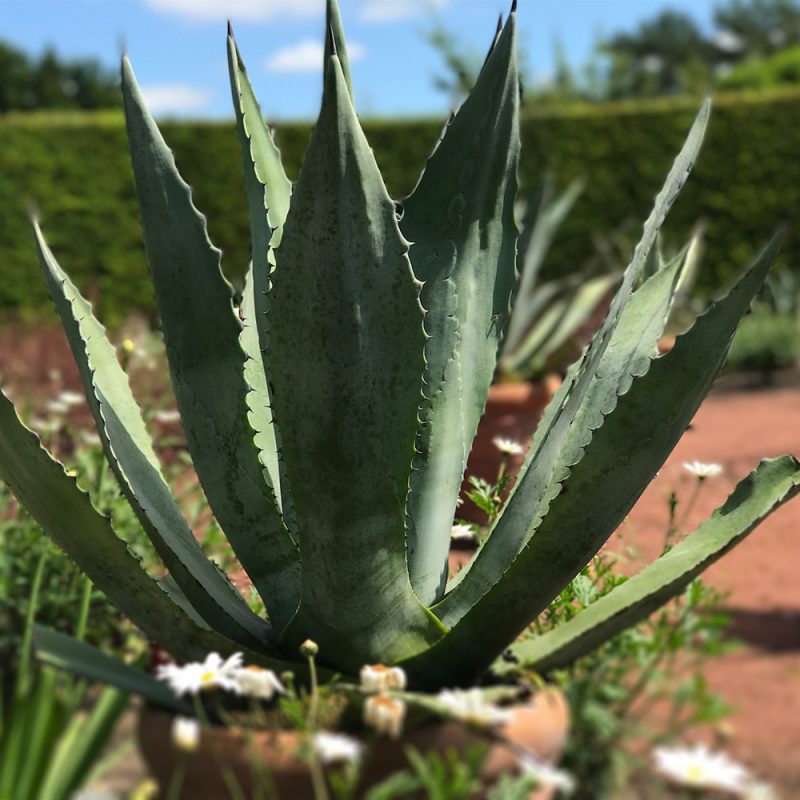 Agave planta