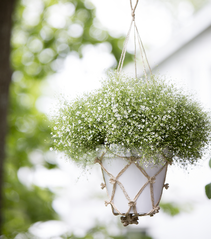 Enkla tips och råd hur du planterar sommarblommor i ampell