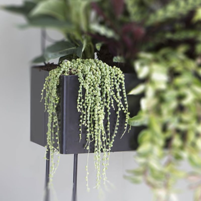 ärtor på tråd plantagen ärtor på tråd plantagen