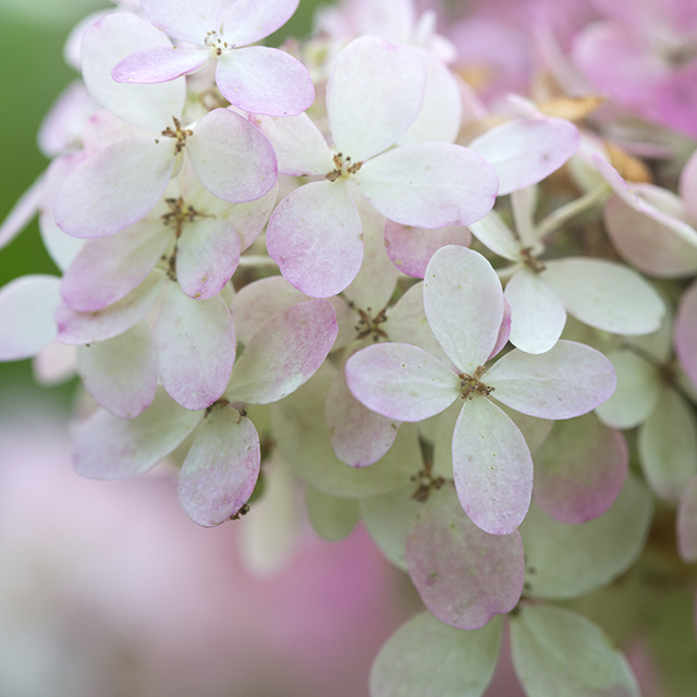 Vipphortensia