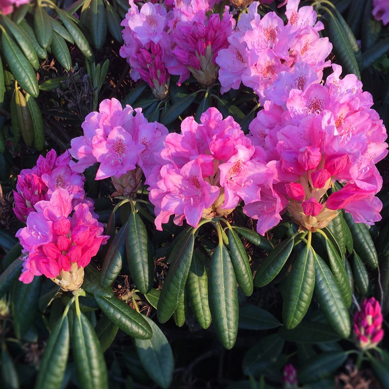 Rhododendron