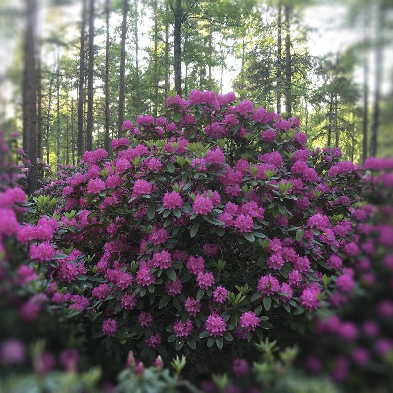 Rhododendron 