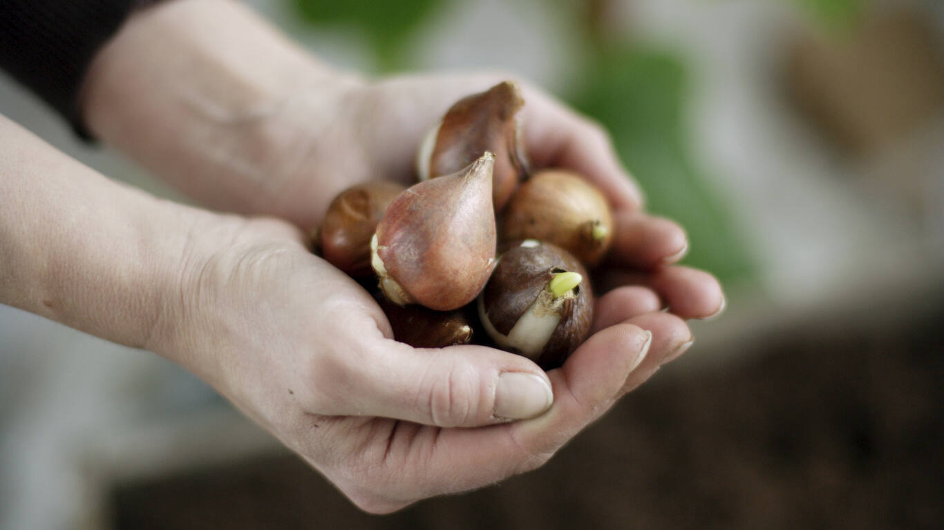 Plantera vårlökar på hösten för en vacker vårblomning