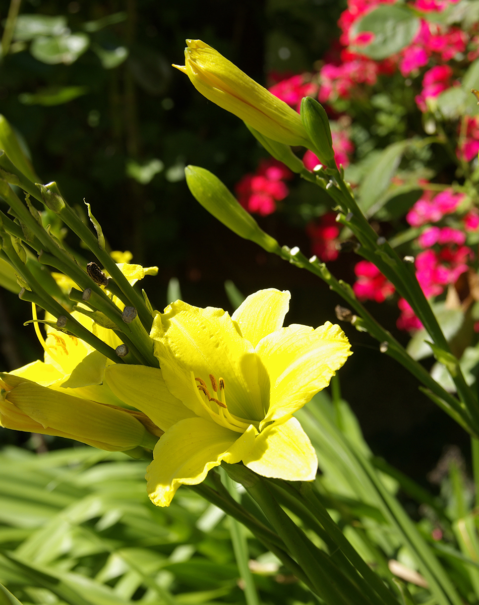 Här hittar du information hur du planterar vårlökar på hösten för en vacker vårblomning