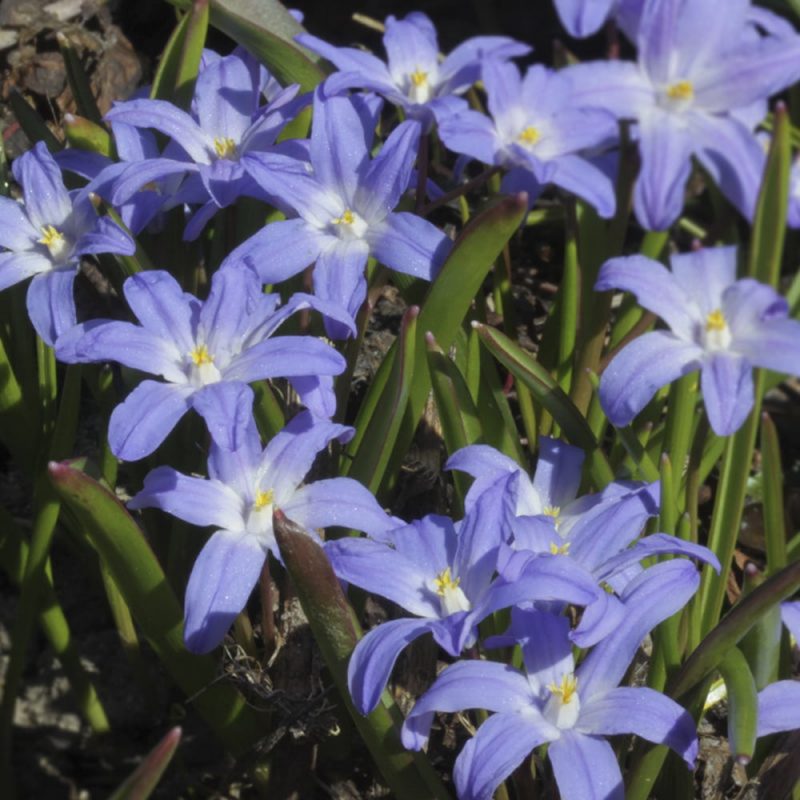 Skötsel- och planteringsråd för Scilla