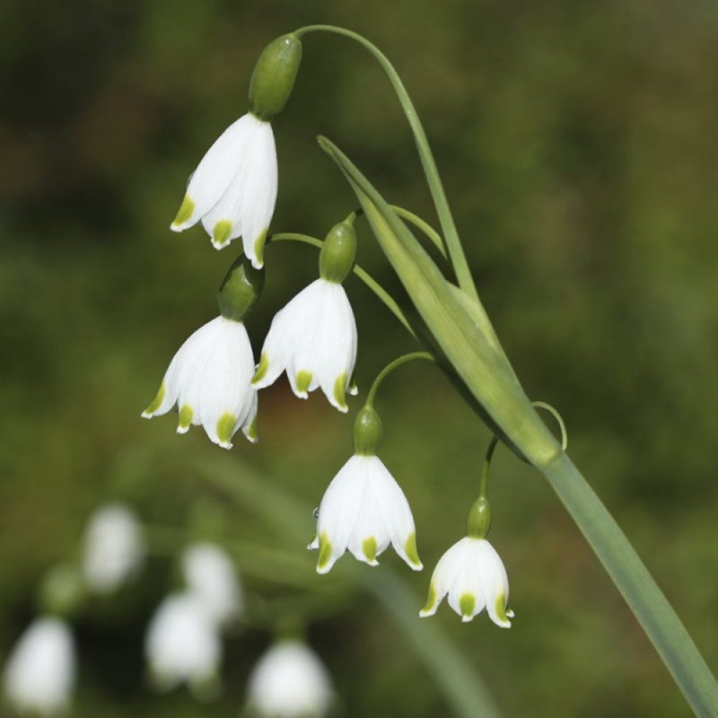 Skötsel- och planteringsråd för Sommarsnöklocka