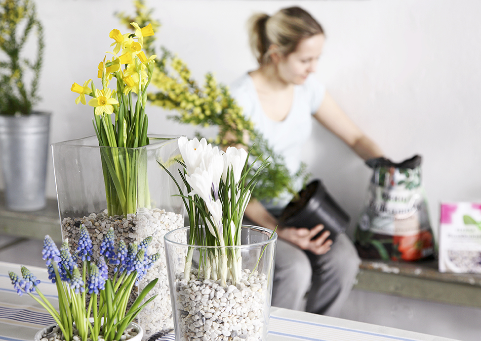 Här kan du läsa mer om planteringstips av vårlökar, exempelvis som att plantera i grupp