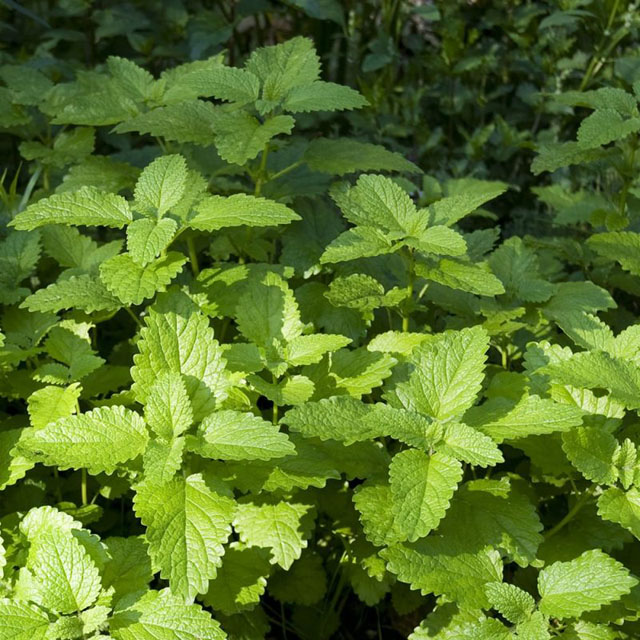 Skötsel- och planteringsråd för Citronmeliss