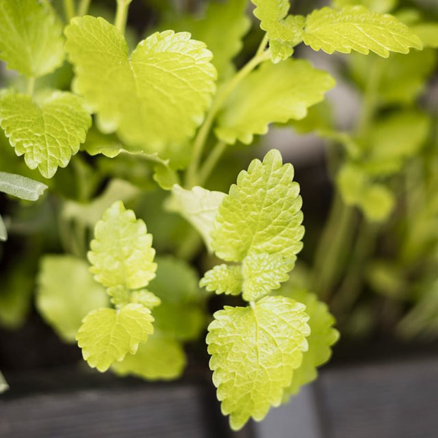 Skötsel- och planteringsråd för Citronmeliss