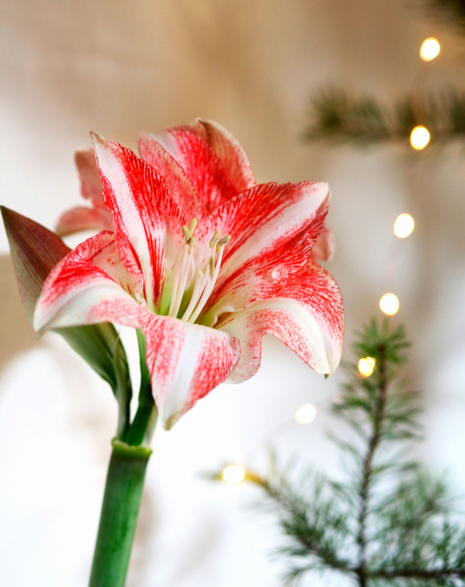 Röd och vit amaryllis