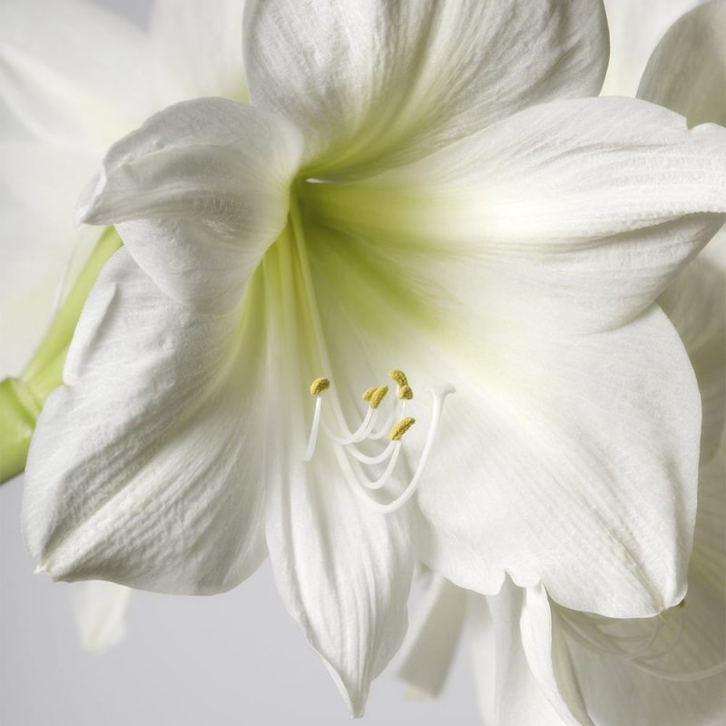 Vit amaryllis