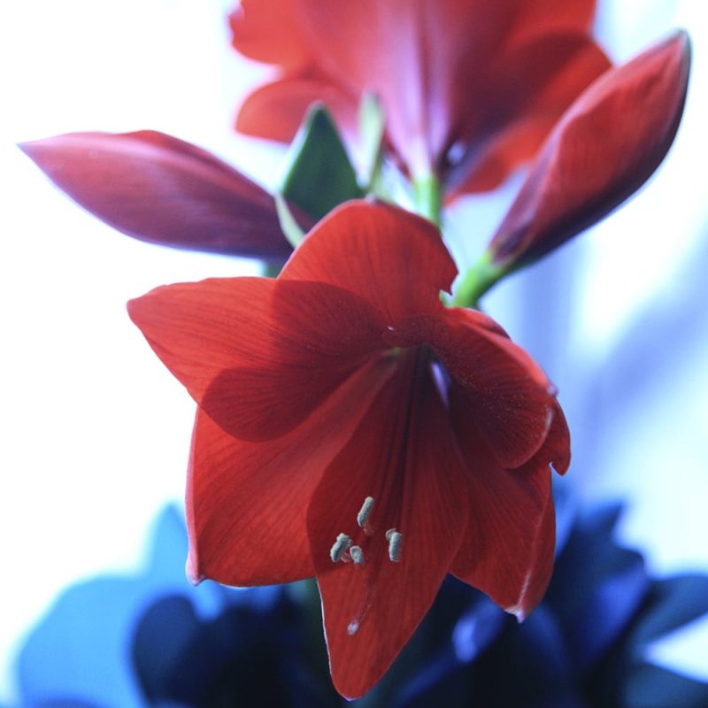 Röd amaryllis