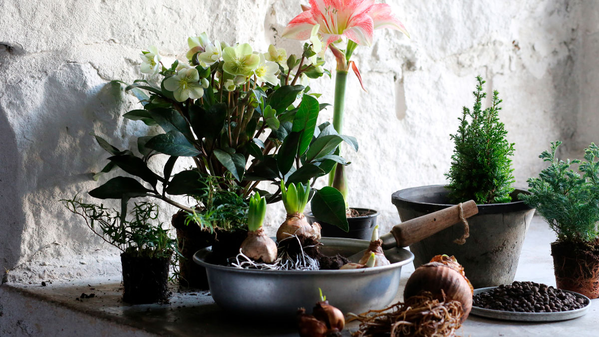 Julblommor i grupp med amaryllis, julrosor och hyacinter