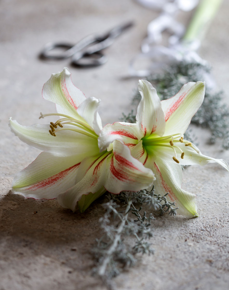 Vita amaryllis