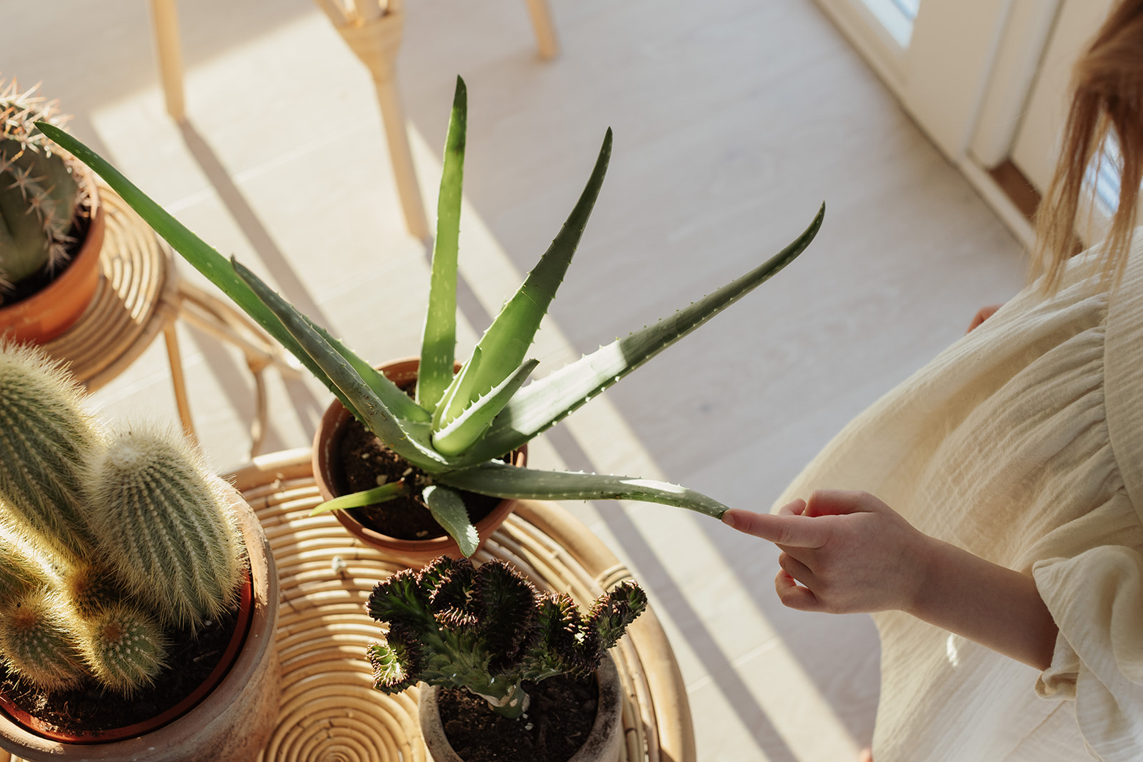 Energi från gröna växter