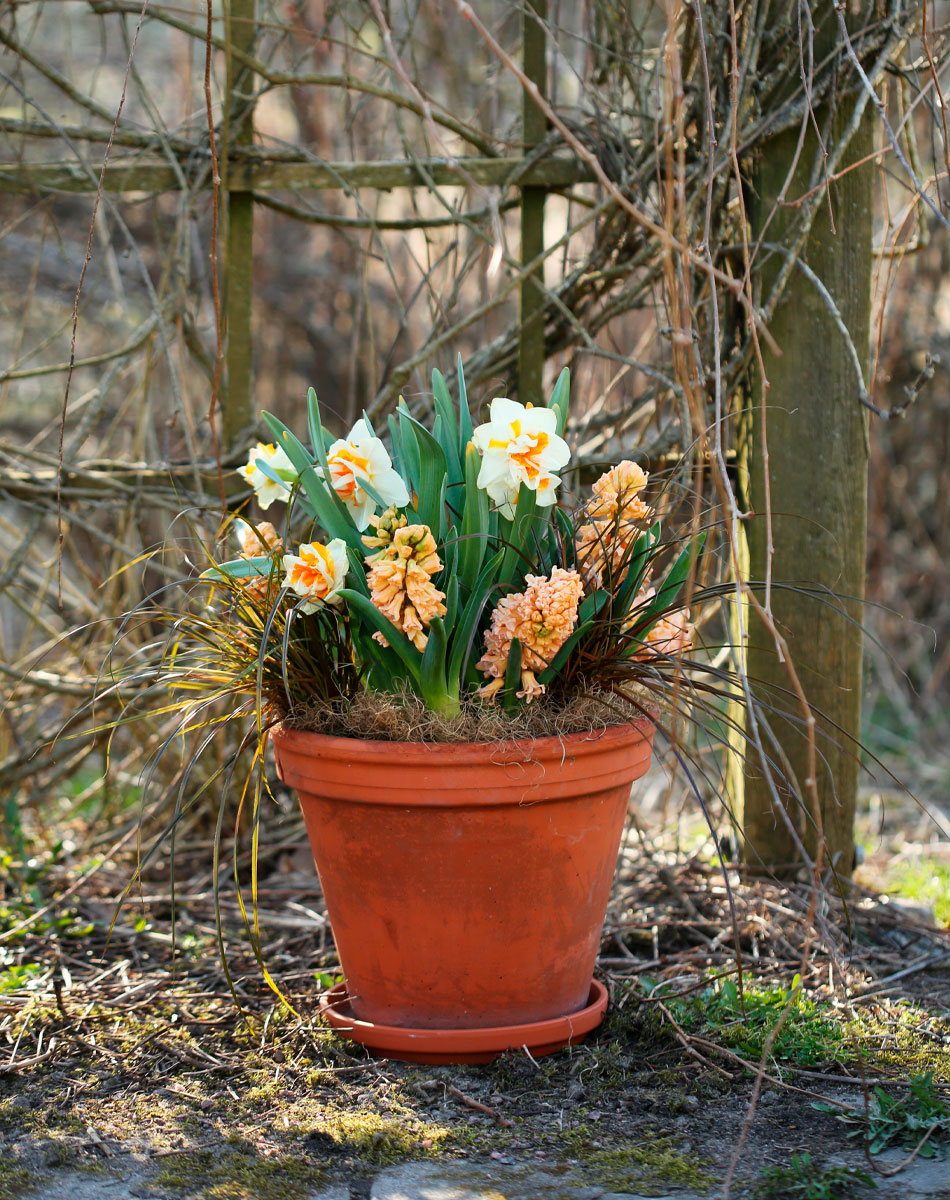 Vårblommor planterade i kruka