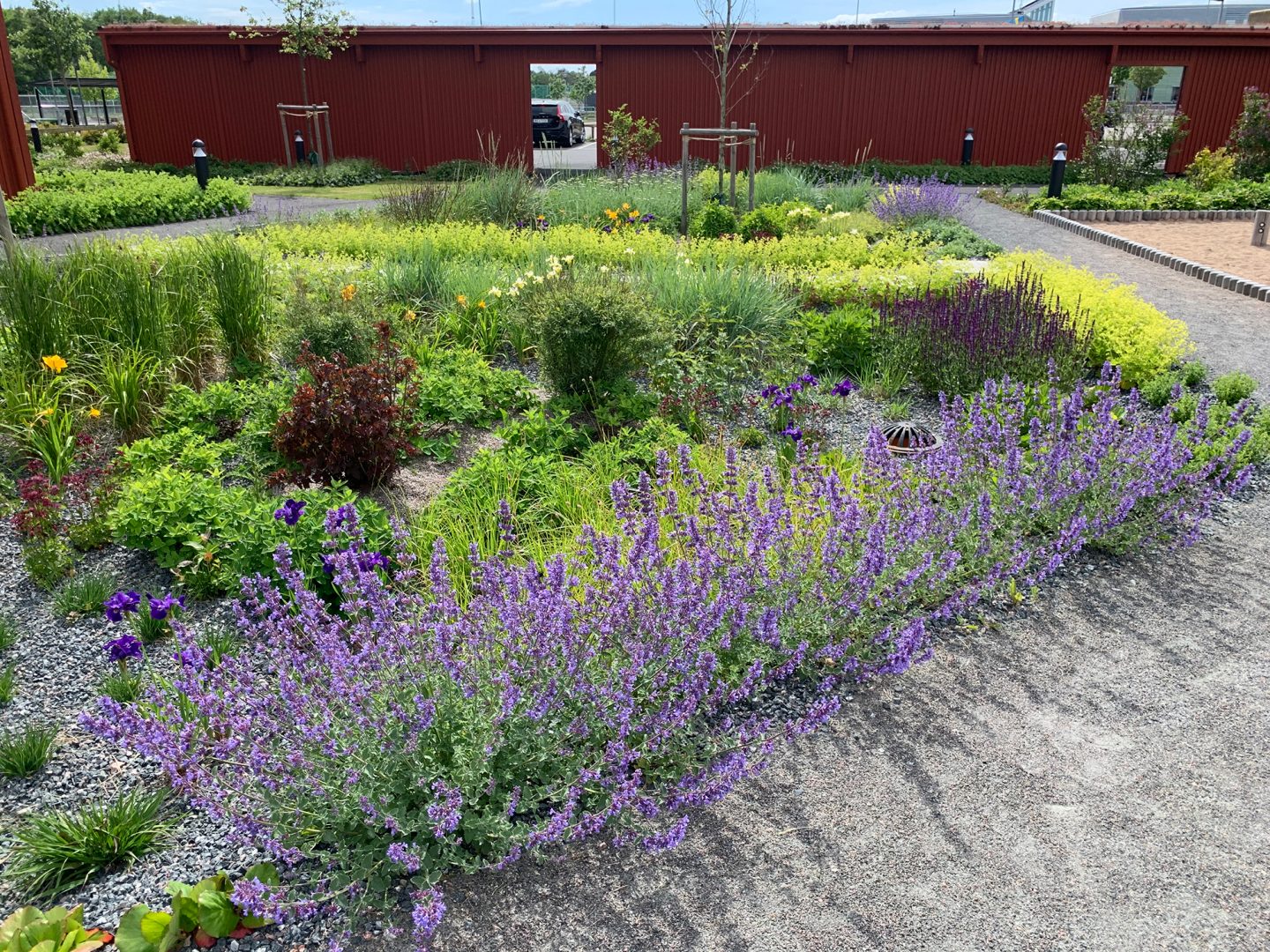 Regnbäddar – vattensamlande växtbädd som ger ett grönt intryck