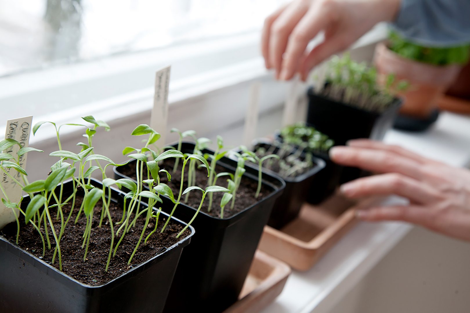 Såddkalender – odla året runt