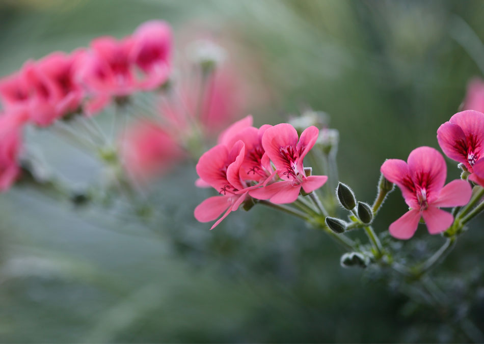 Rosa pelargoner