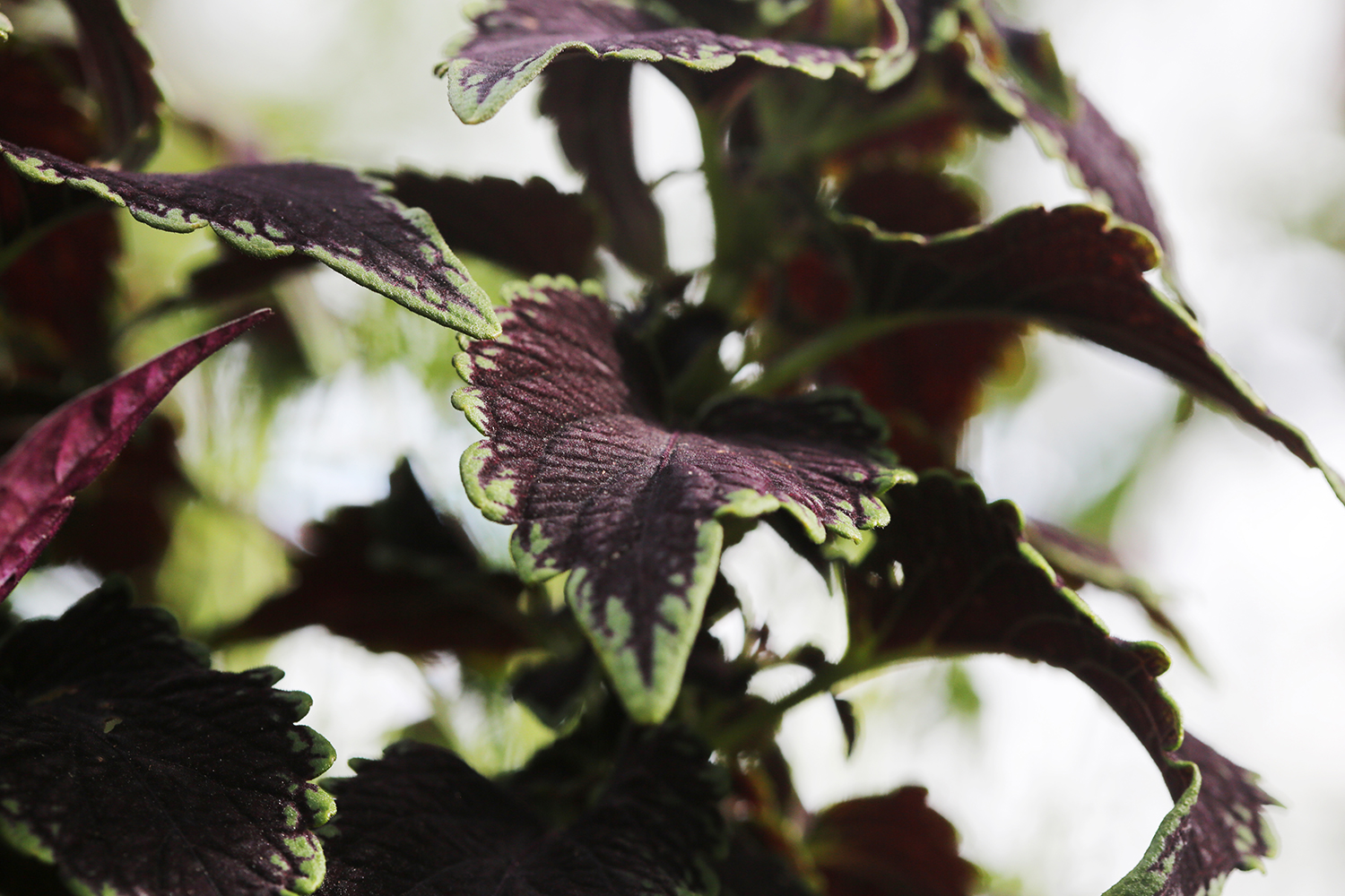 Grön och mörkröd rexbegonia