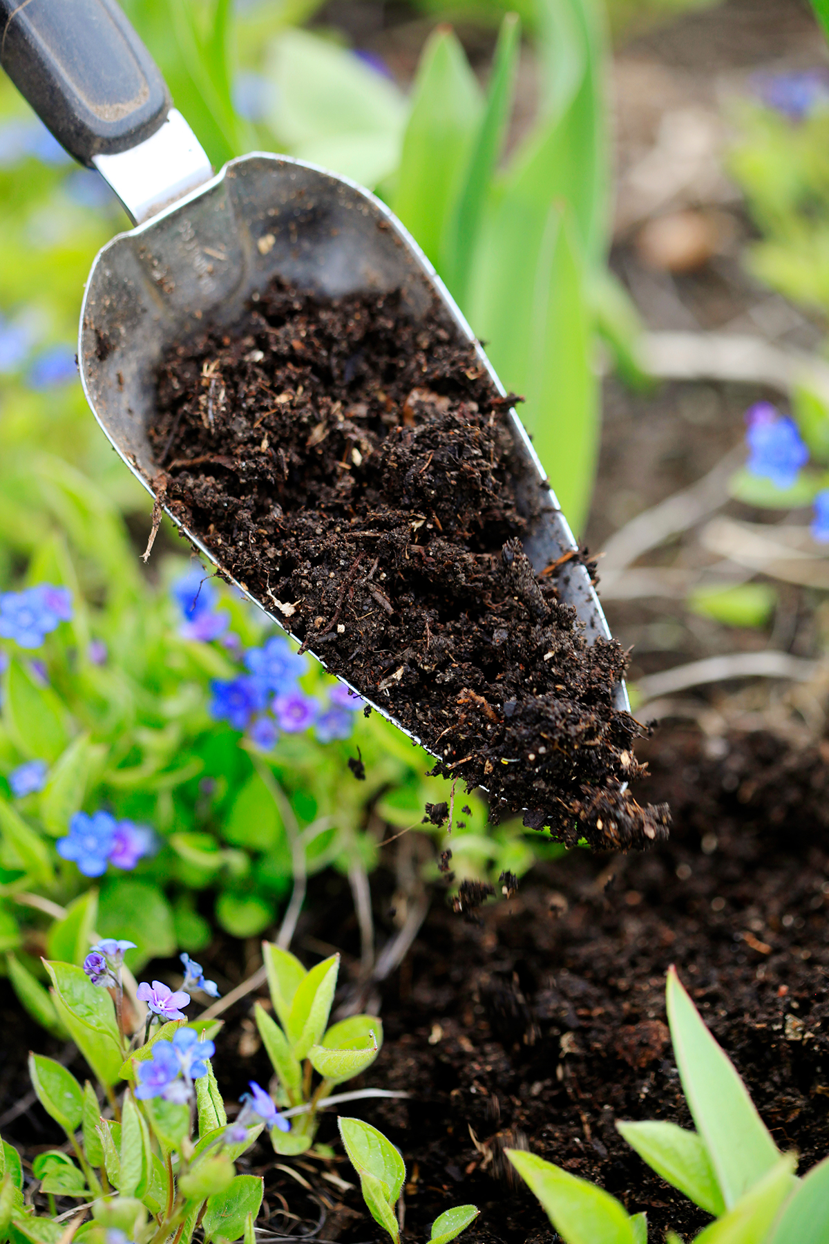 Kompost strös ut i rabatten med trädgårdsspade