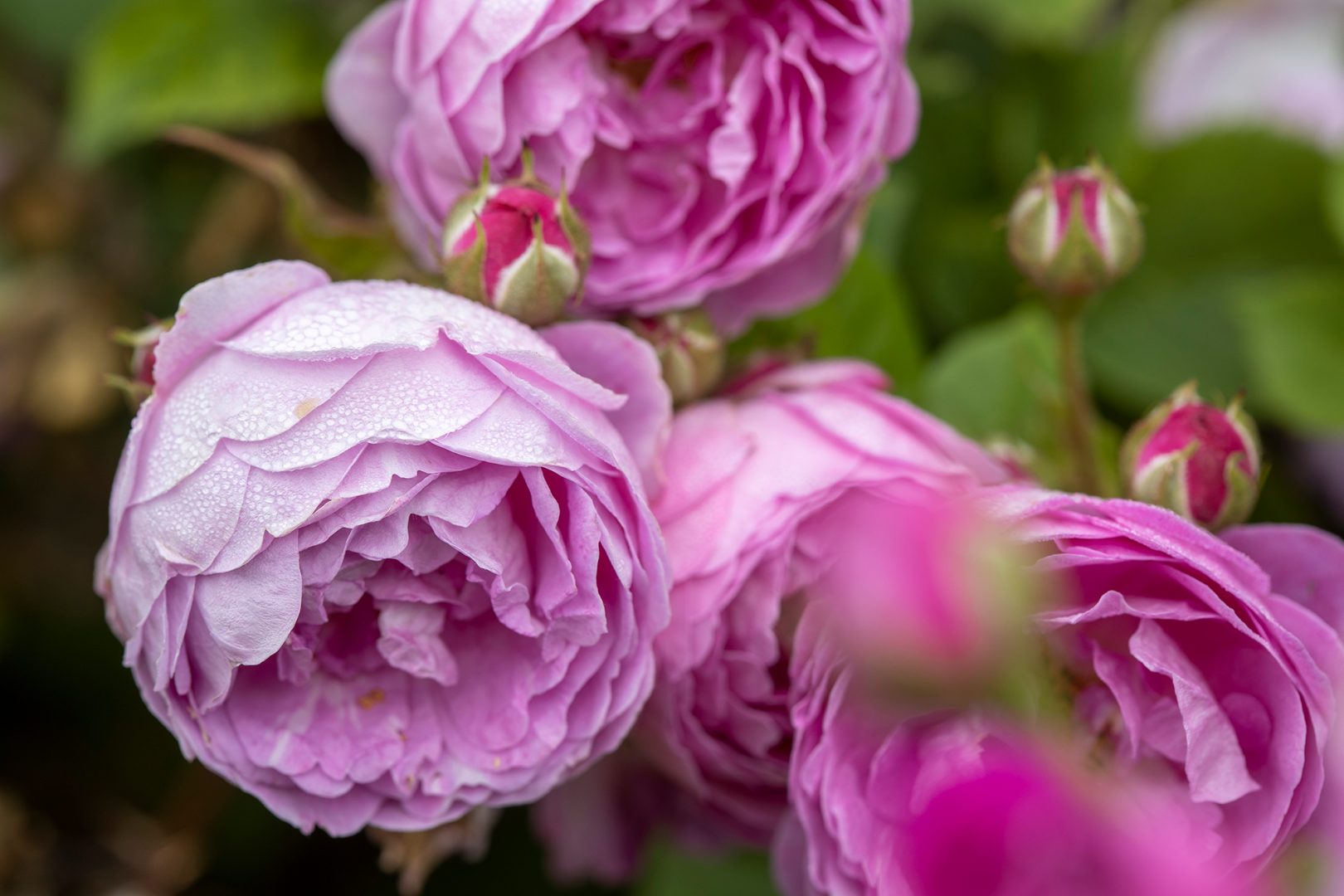 Skapa din egen rosenträdgård