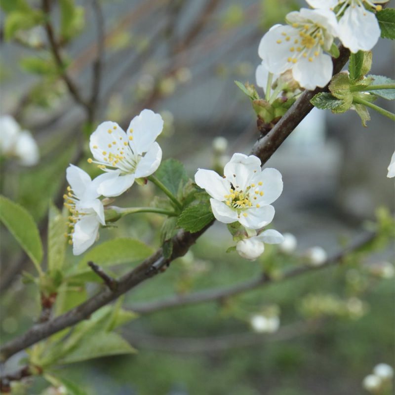 Blommor på plommonträd