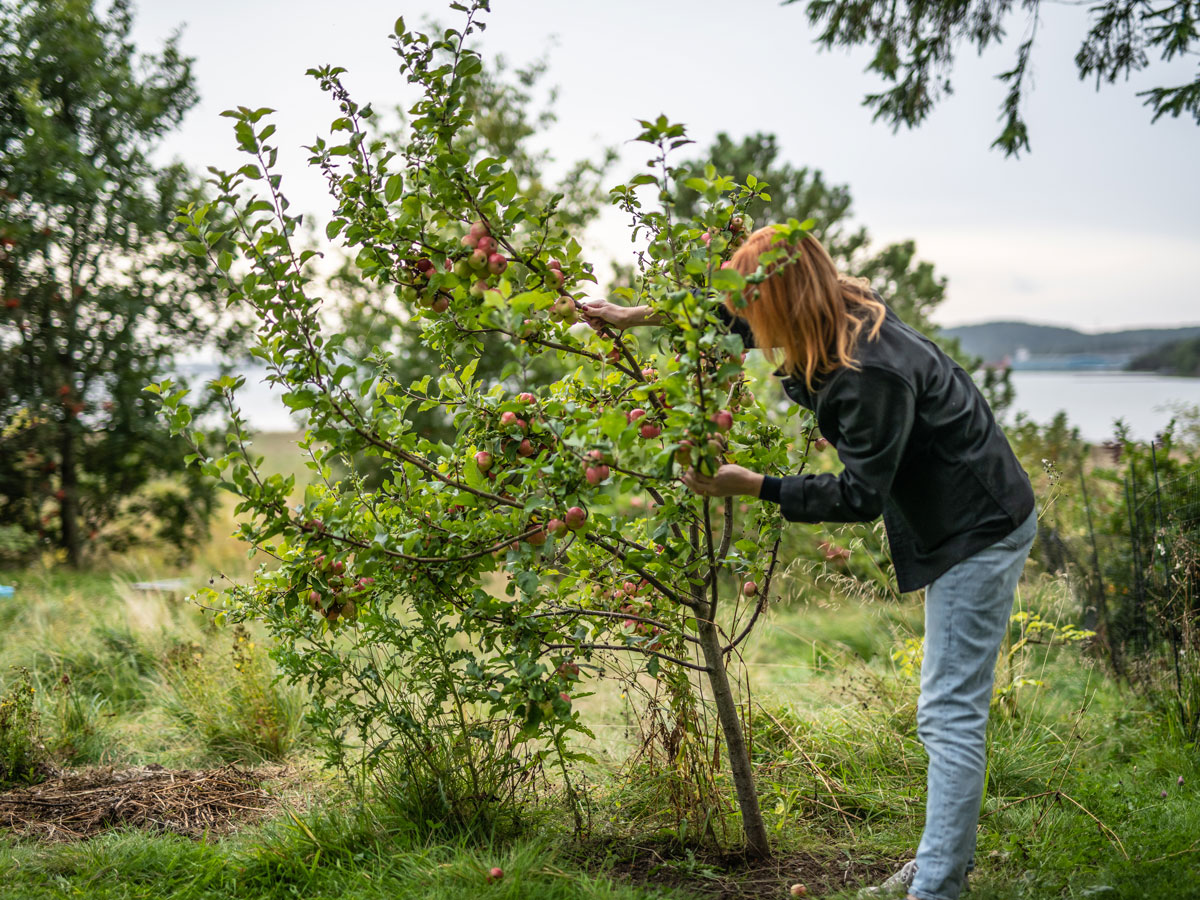 Fem saker att tänka på när man anlagt en ny trädgård