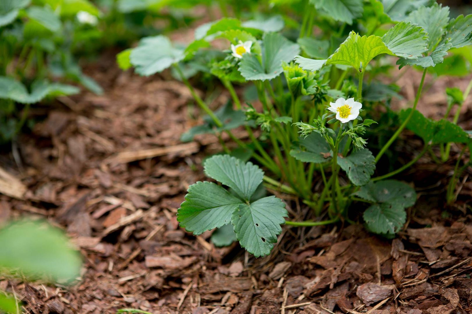 Produktnyheter från Hasselfors Garden 2022