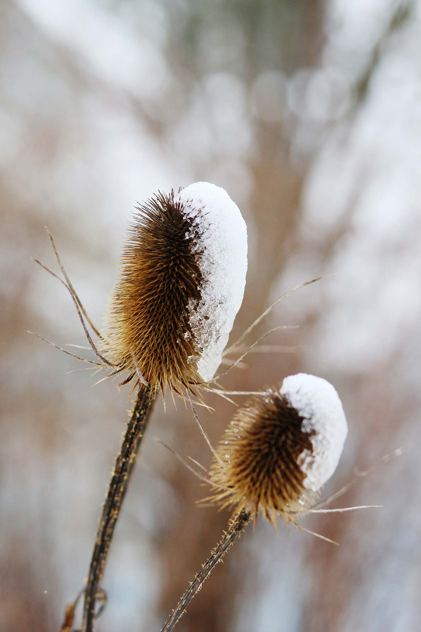 Snötäckta frökapslar