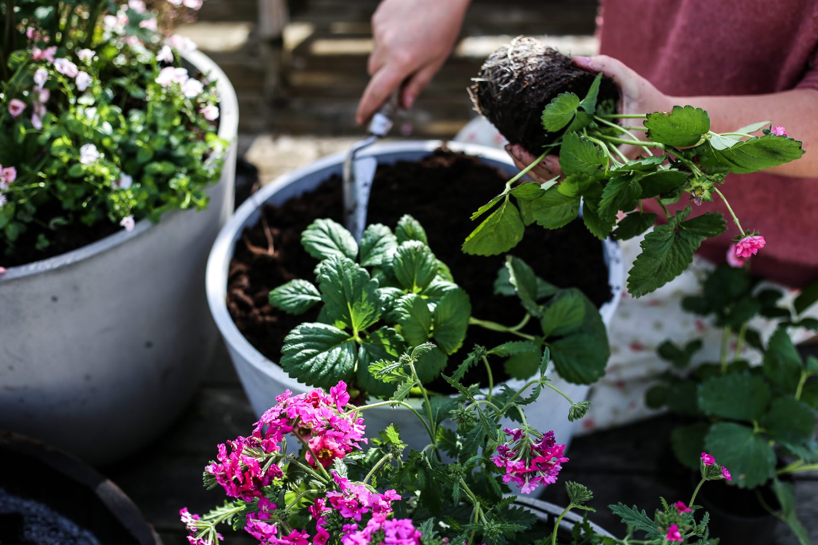 Plantera blommor i kruka
