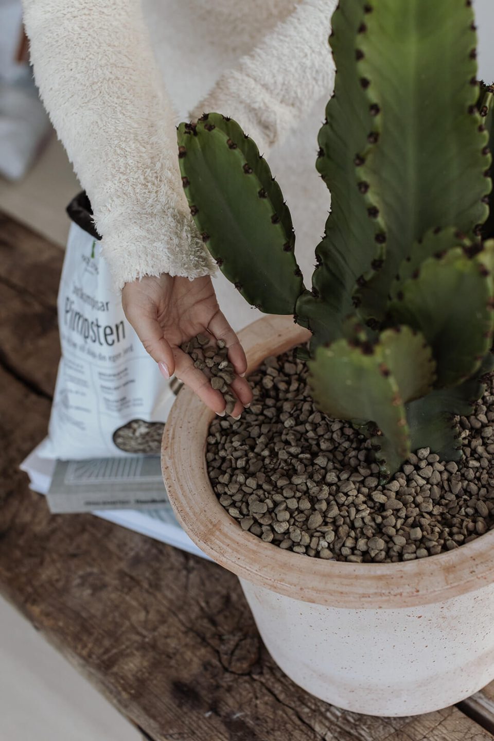 Använd pimpsten när du odlar kaktus.