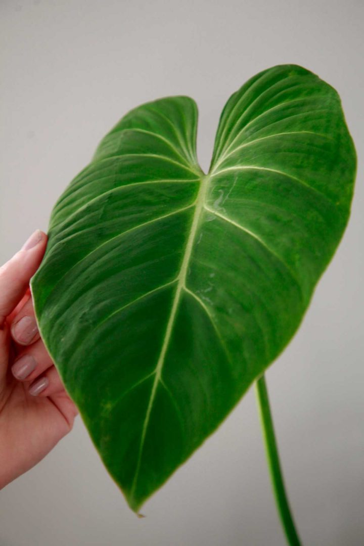 Närbild på blad av Philodendron Gloriosum