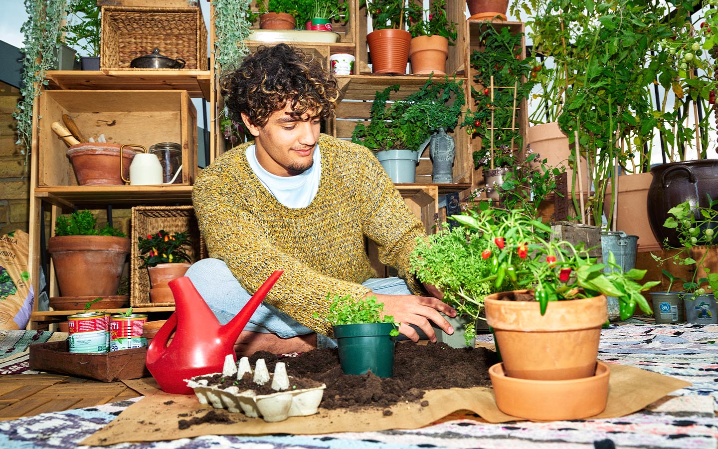 Lyckas med att odla chiliplantor
