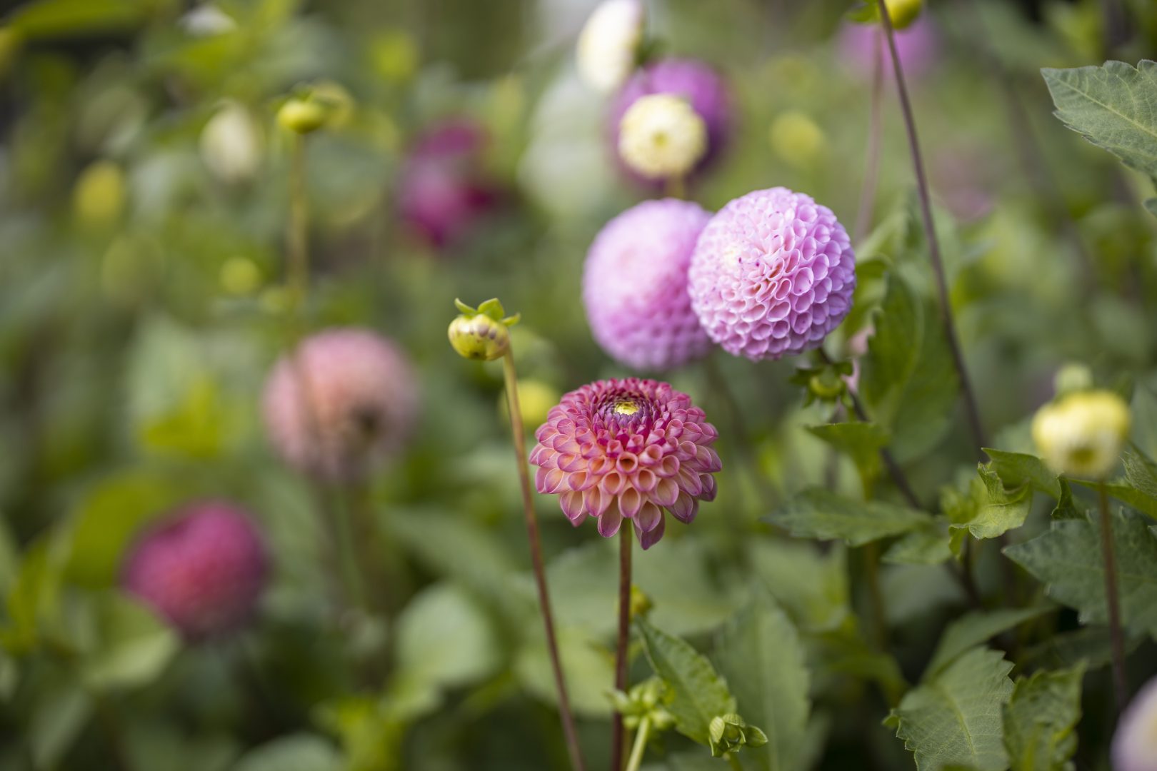 Njut av sommarens blommor: Dahlior