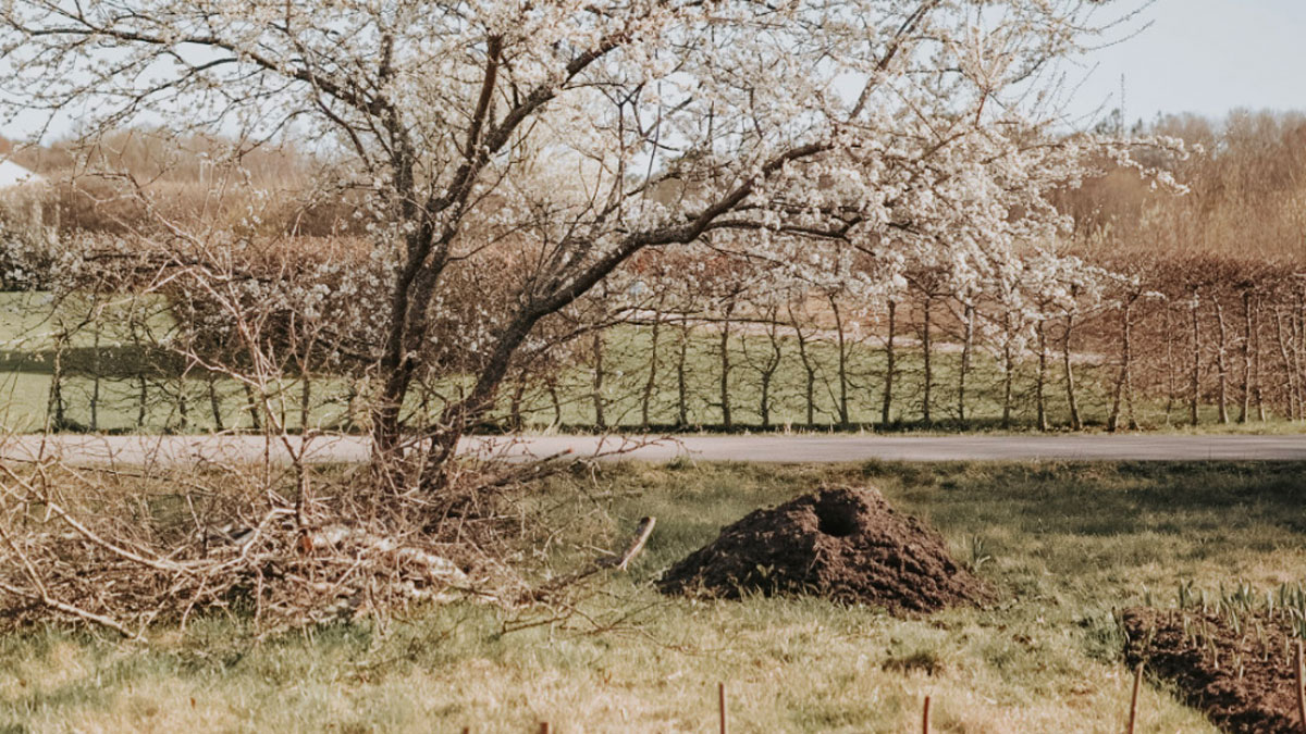 Klimatsmartare trädgård