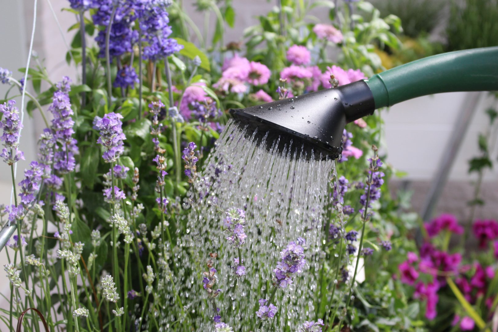 Hushåll med vattnet – 7 tips för trädgården