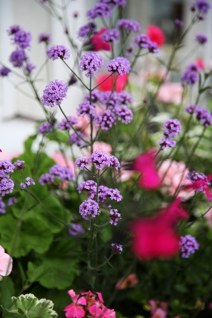 Sommarblommor för sol och skugga