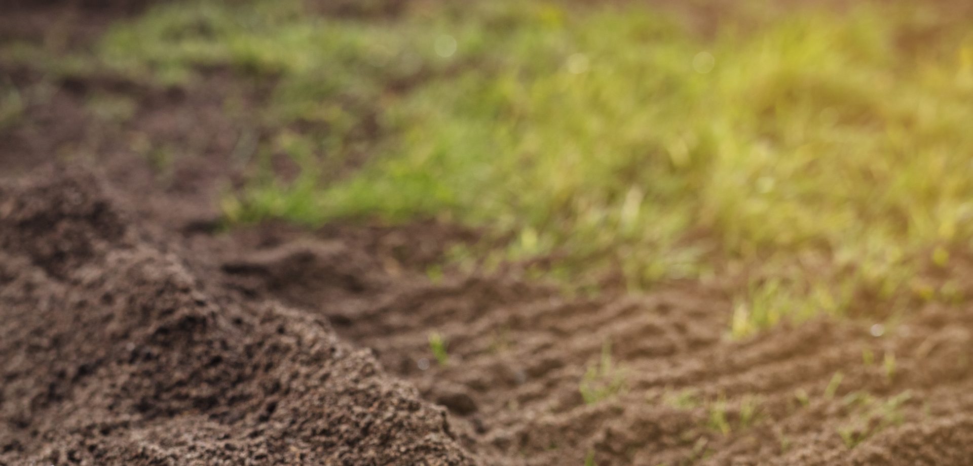 Gräsytor – återuppliva död gräsmatta