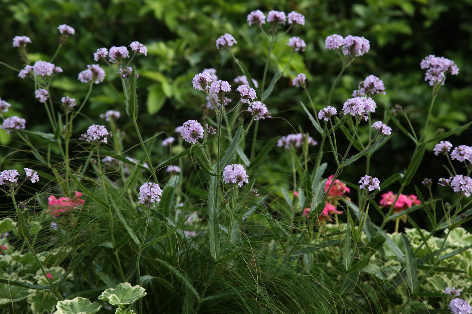 Chelsea Flower Show