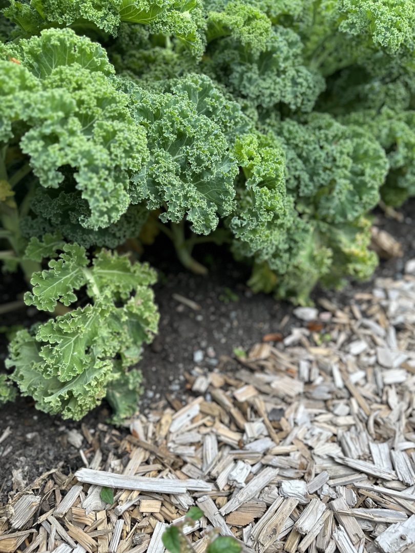 Kompost, en värdefull resurs för Ultuna Permakultur