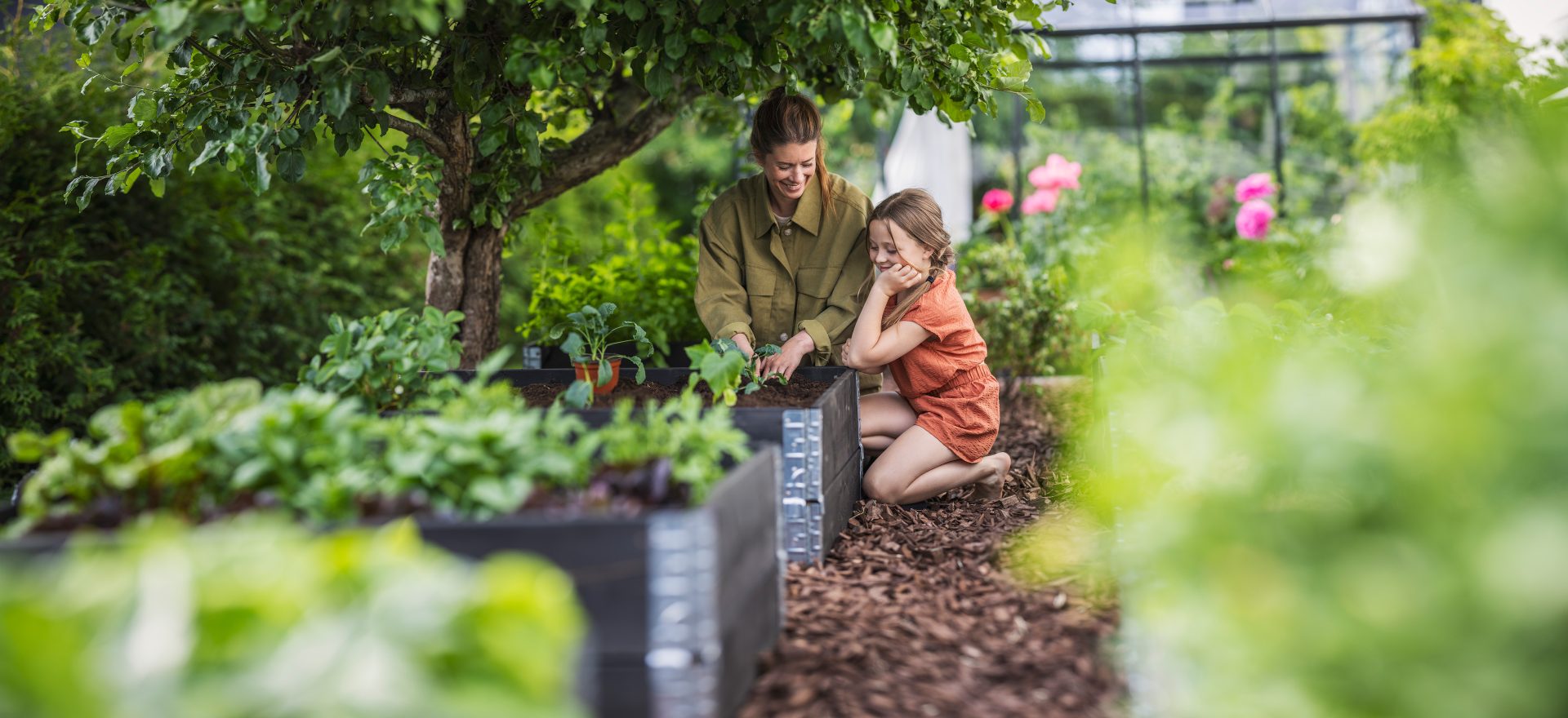 5 vanliga nybörjarmisstag när du odlar – så undviker du dem