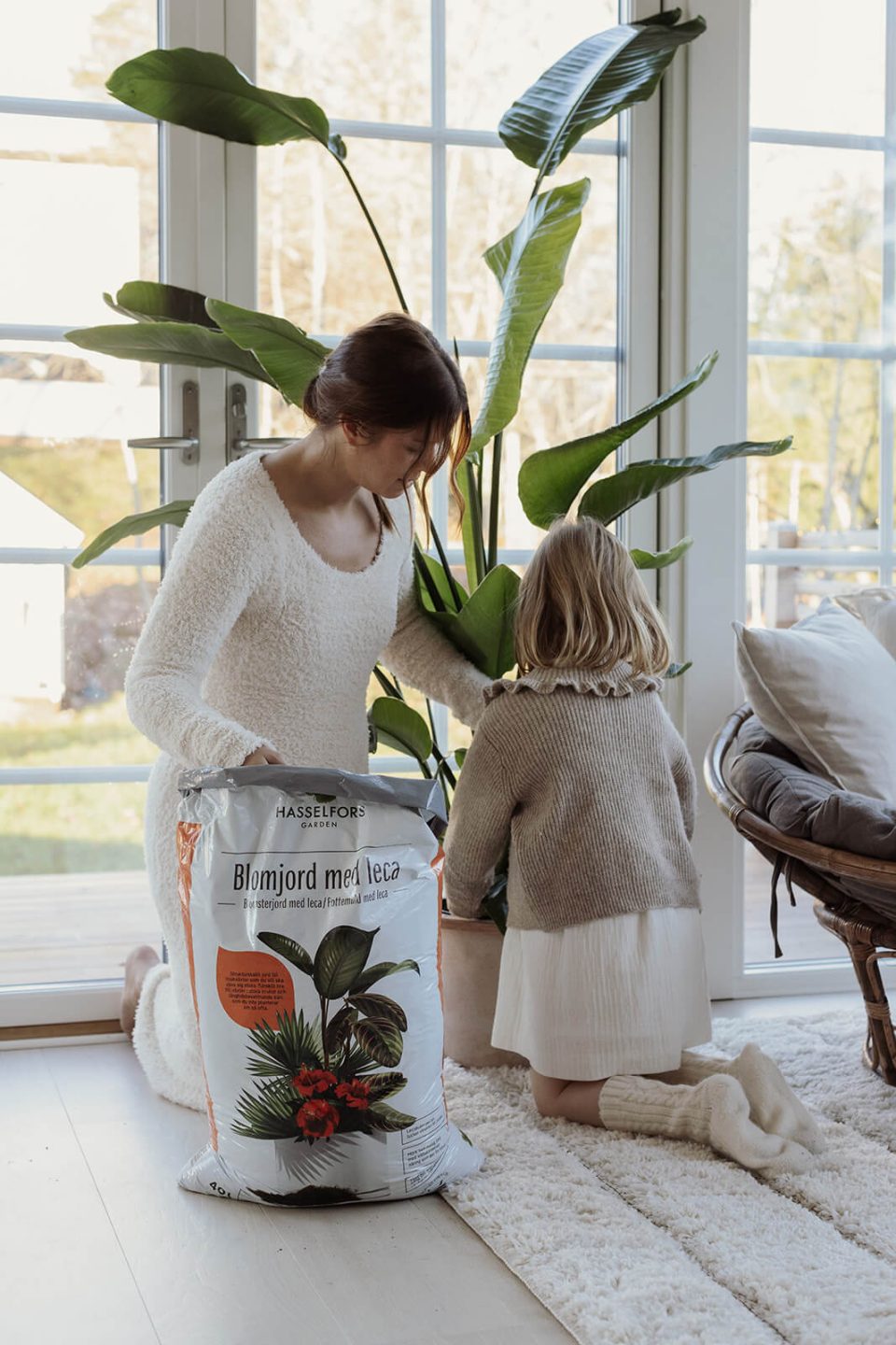 En grön växt fylls på med Blomjord med leca. 