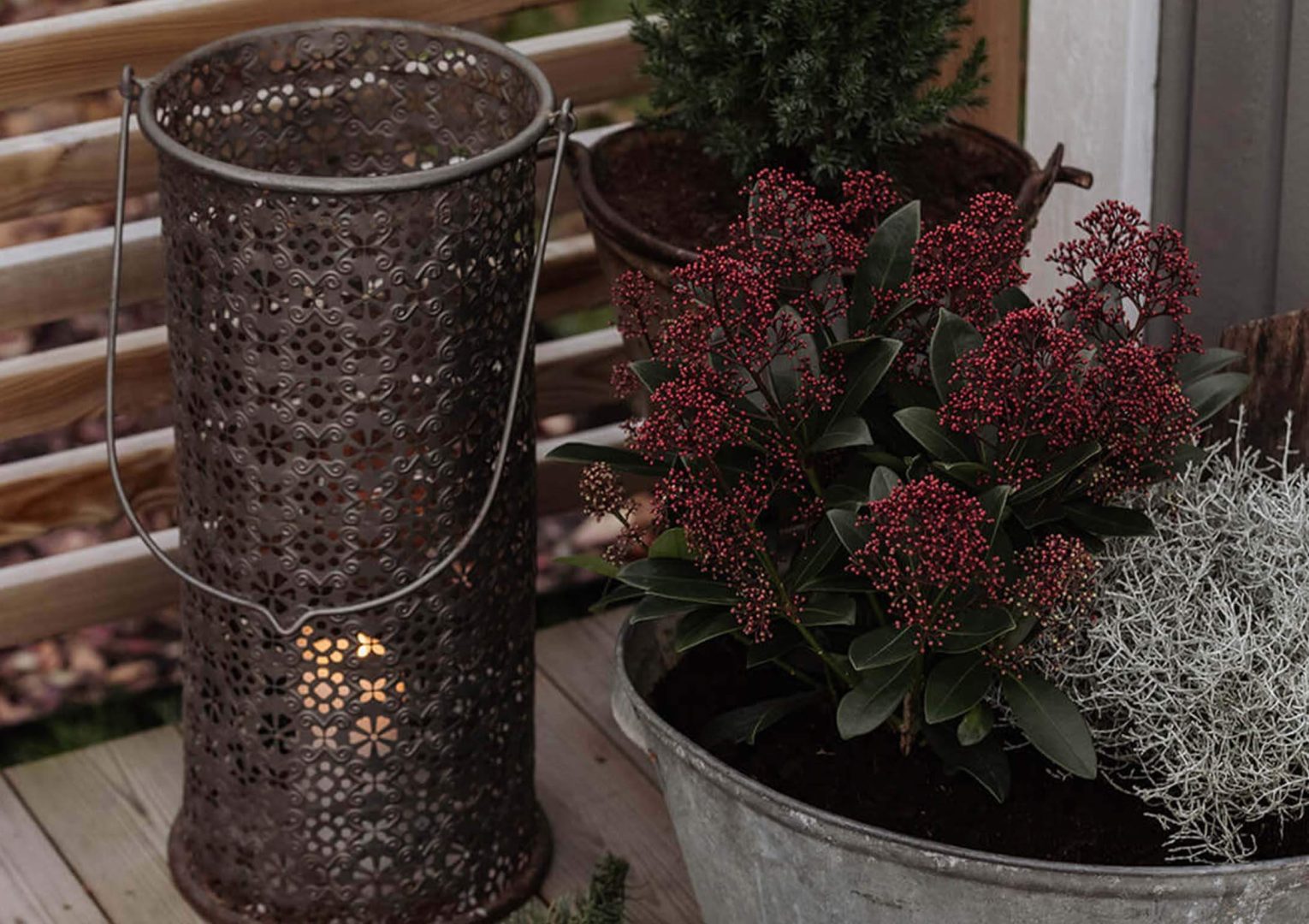 8 växter som klarar kylan bäst