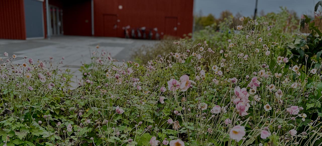 Hållbara trädgårdar med mindre underhåll signerad Piet Oudolf
