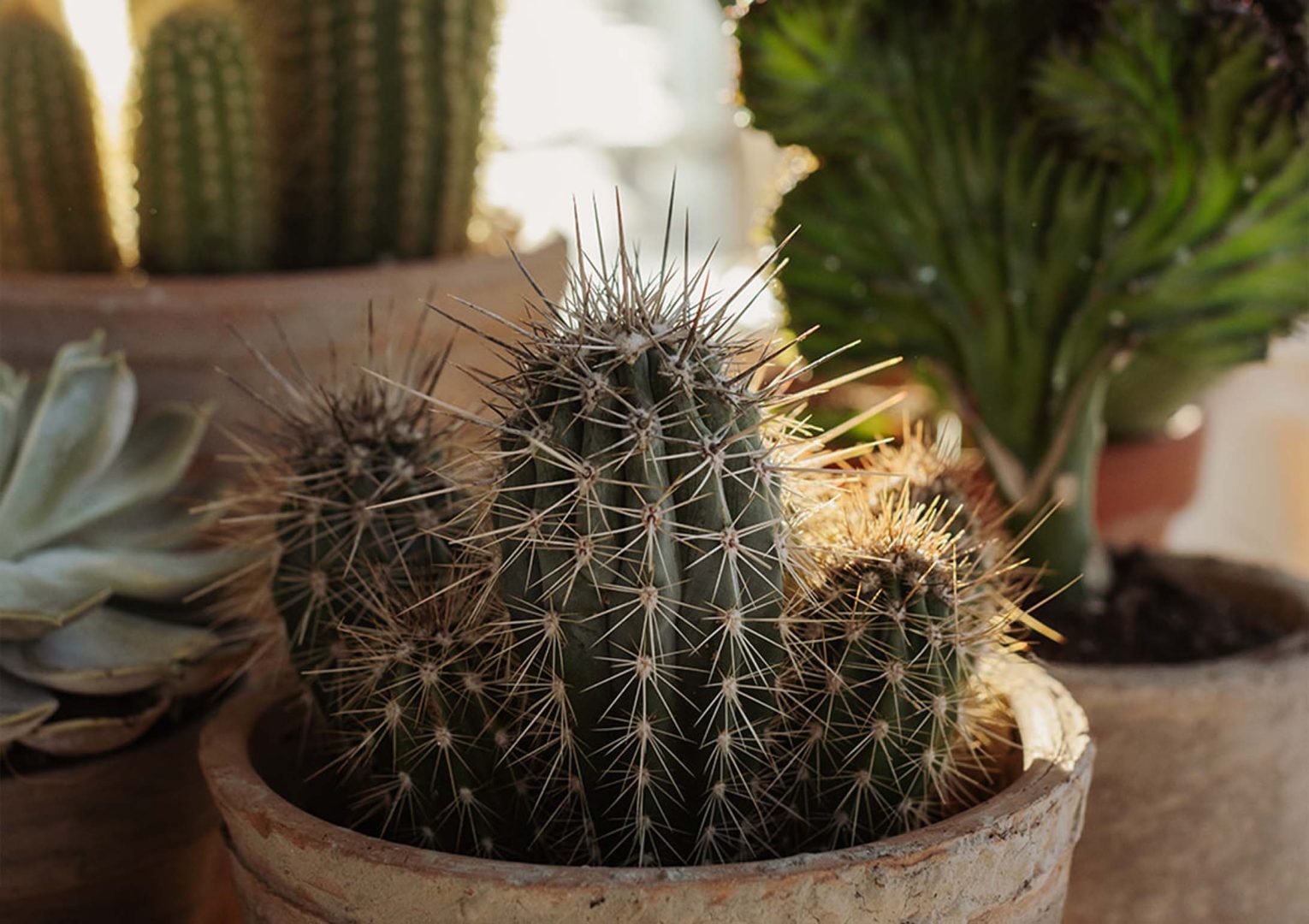 En egen kaktusöken – snygg, lättskött och stilren