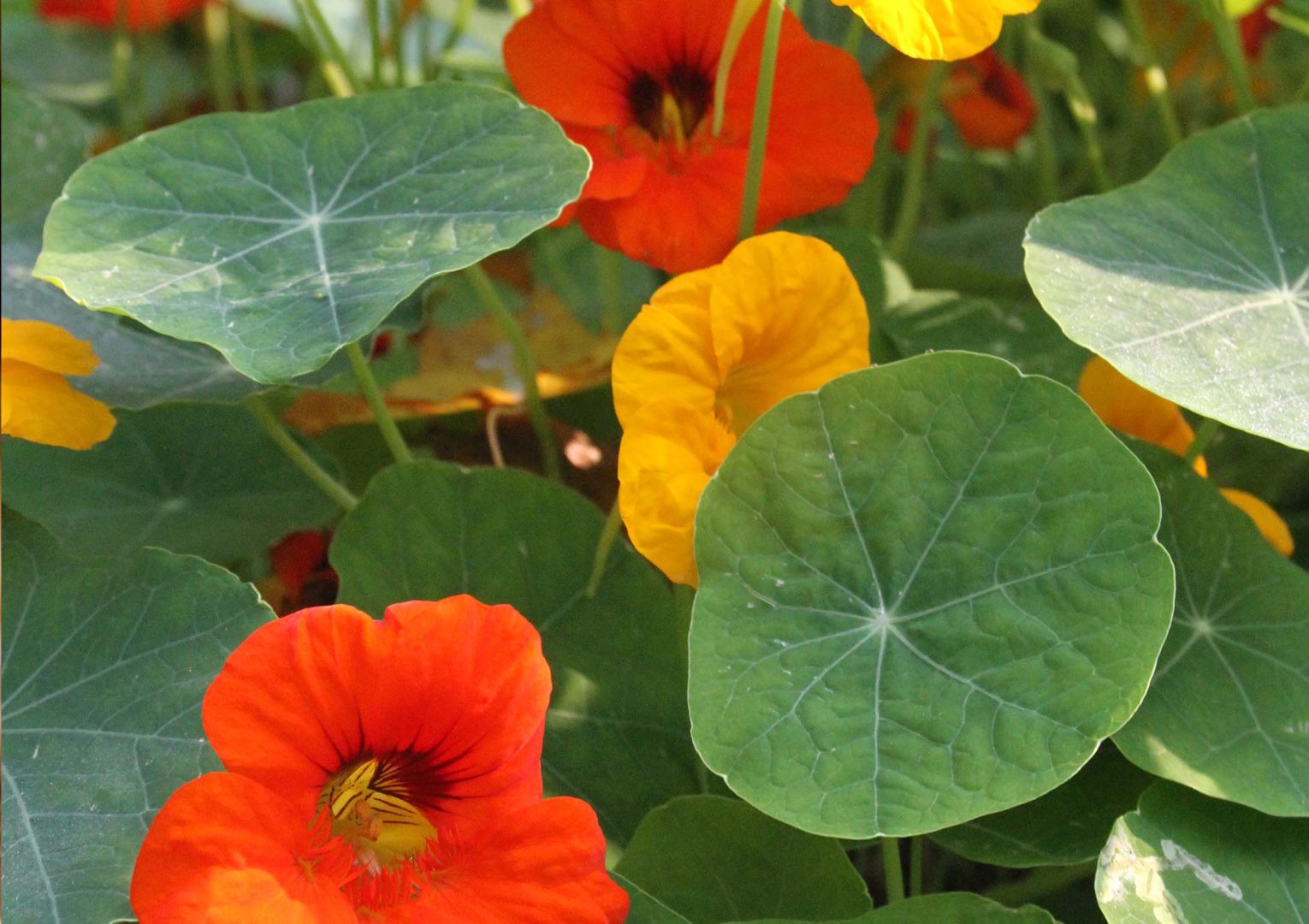 Ätbara sommarblommor