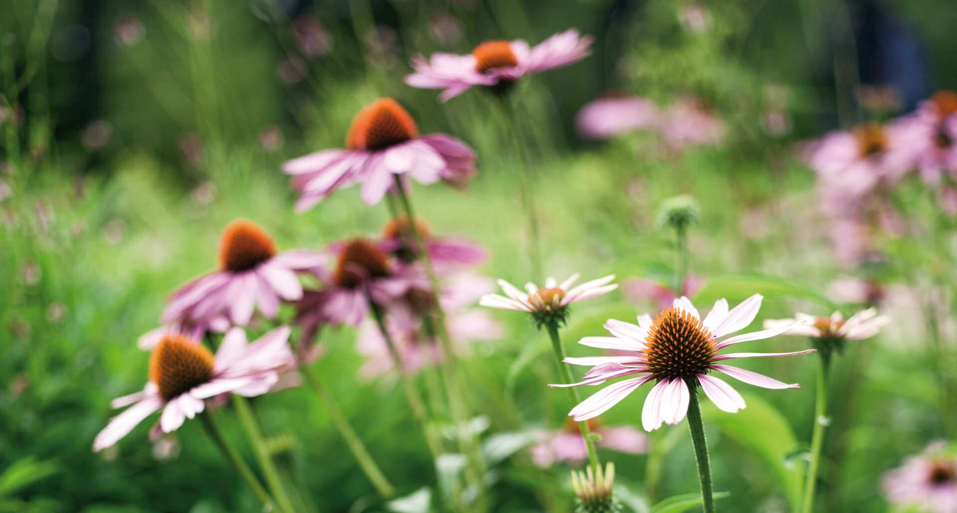 10 frågor och svar om det torvfria alternativet, Trädgårdsjord E – Zero