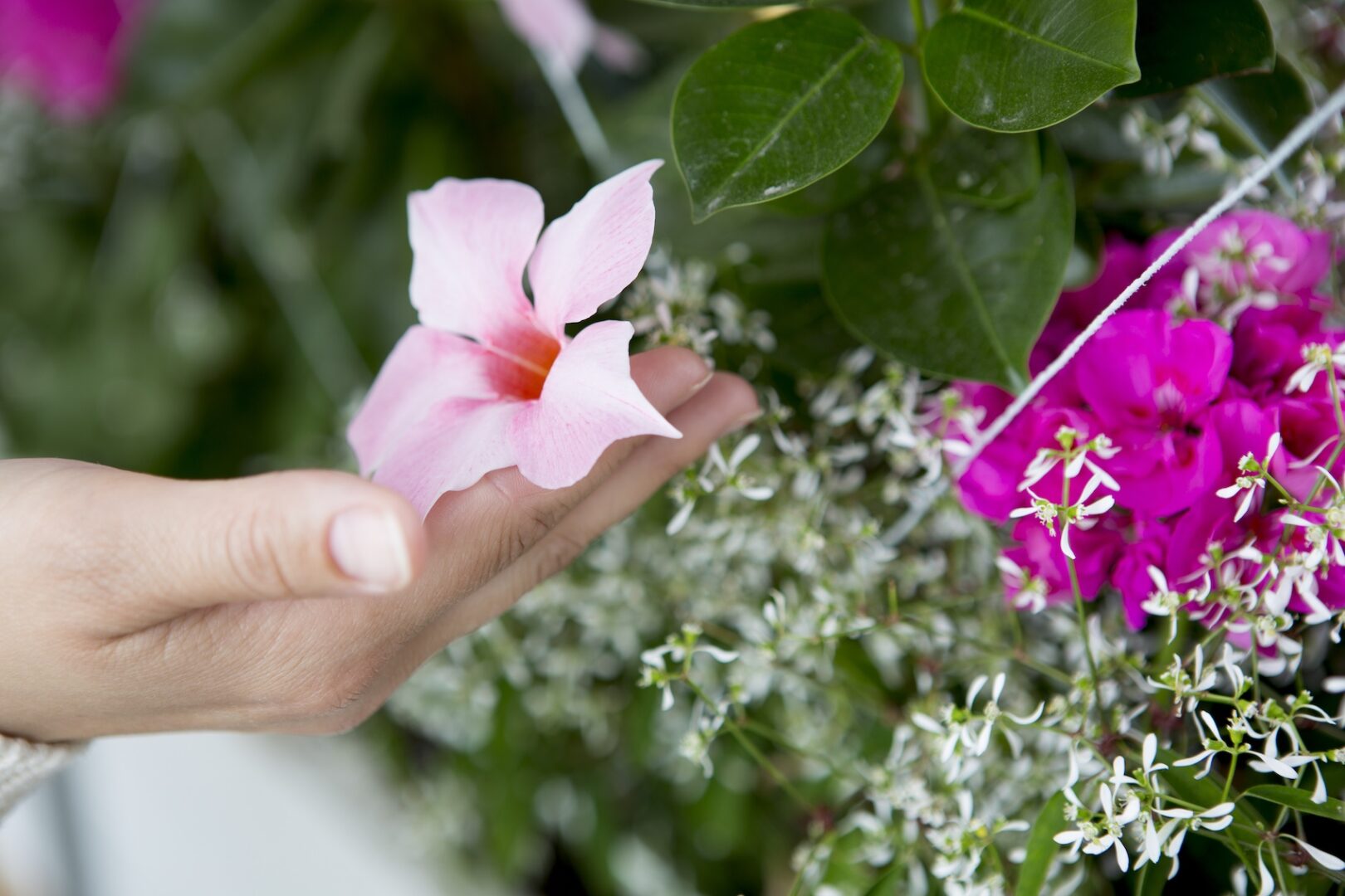 Sköt om dina sommarblommande växter