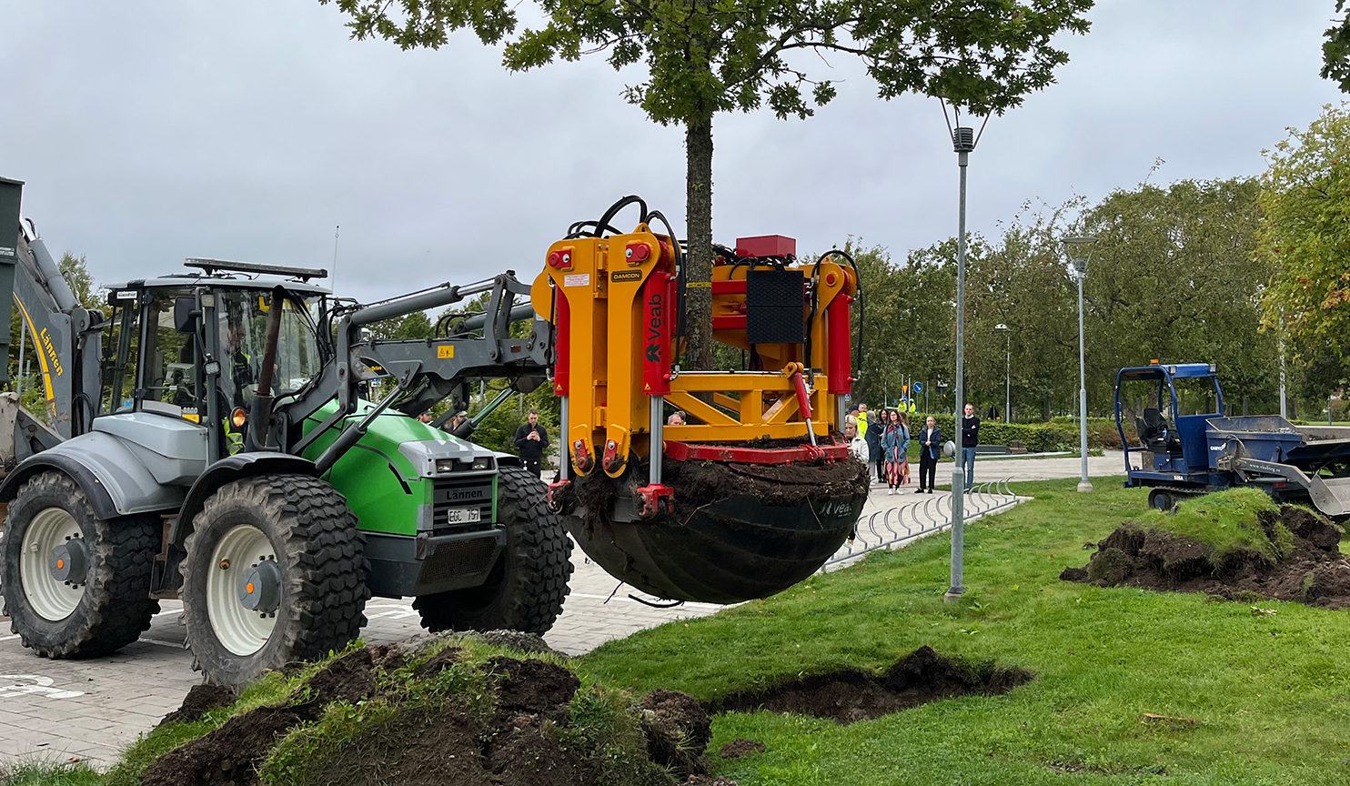 Trädflytten som bevarar ett helt ekosystem